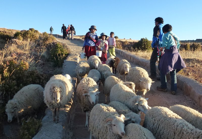 Children bringing down the family sheep