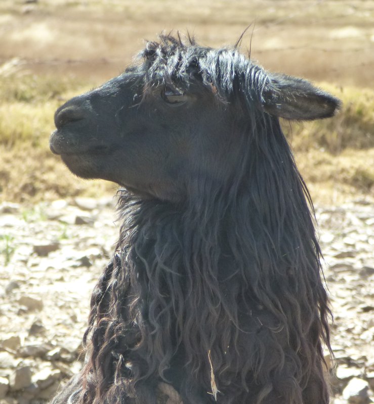 Black llama at Sicuani