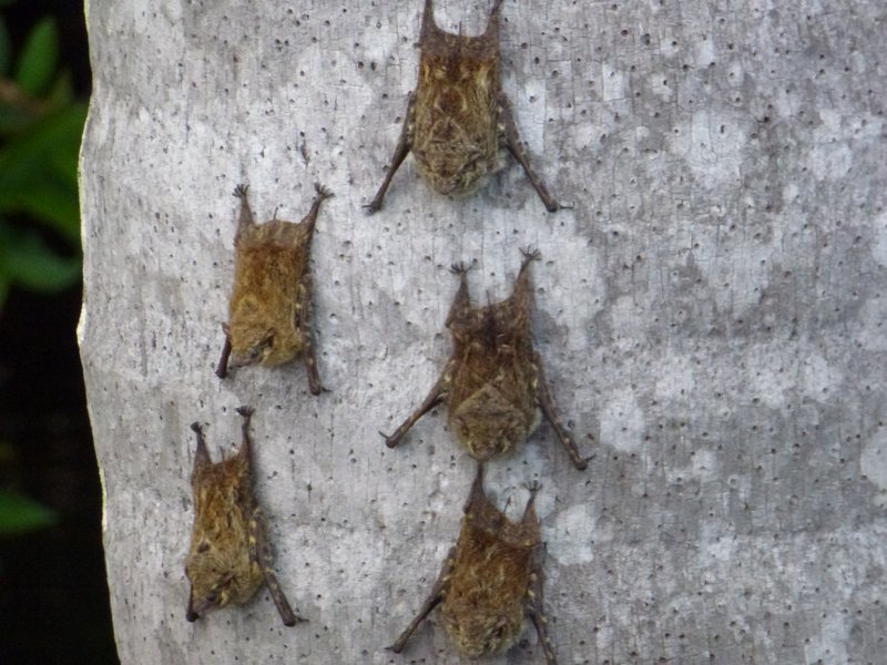 Bats on tree trunk