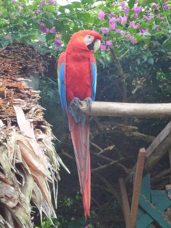 One of the resident macaws