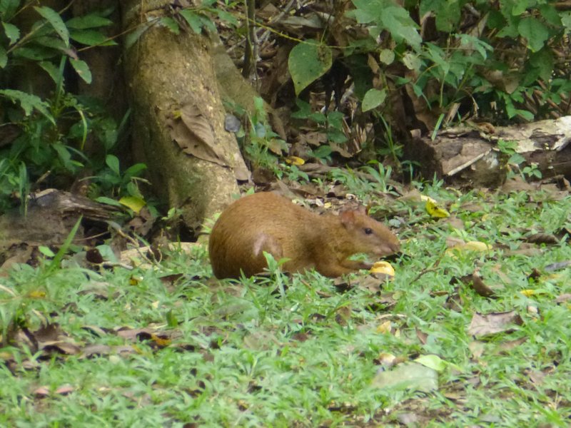 Agouti eating orange from tree near out room