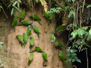Parrots feeding on clay wall