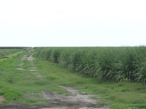 Sugar cane as far as the eye can see