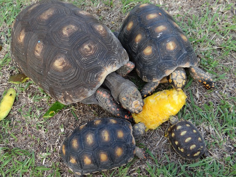 Barbados tortoises