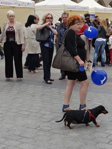 Krakow Dacshund event. They are not watching the dog!