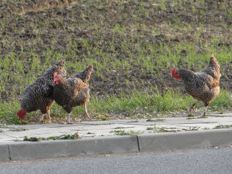 Olomouc chickens on roadside