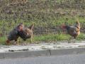 Olomouc chickens on roadside