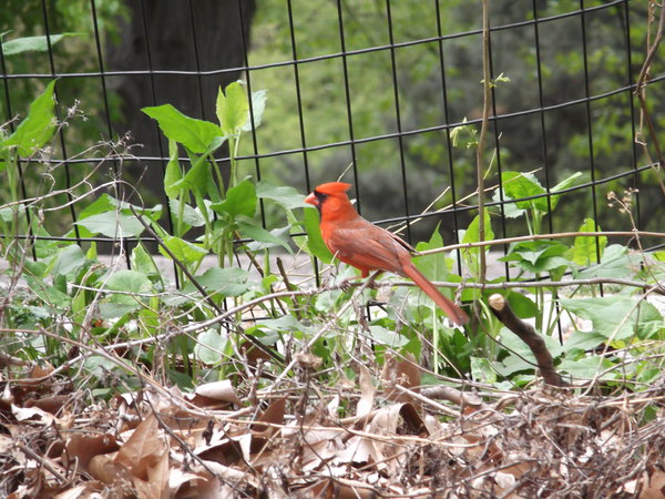 Bird in Central Park