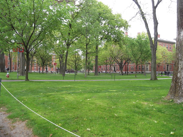 Harvard lawns