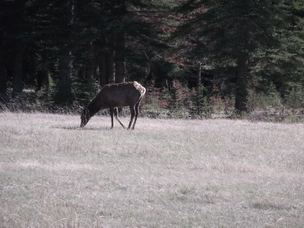 A Moose near Banff