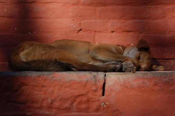 a dog's life, Katmandu.