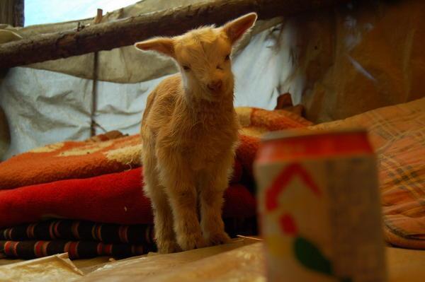 Mishmish - the baby goat!