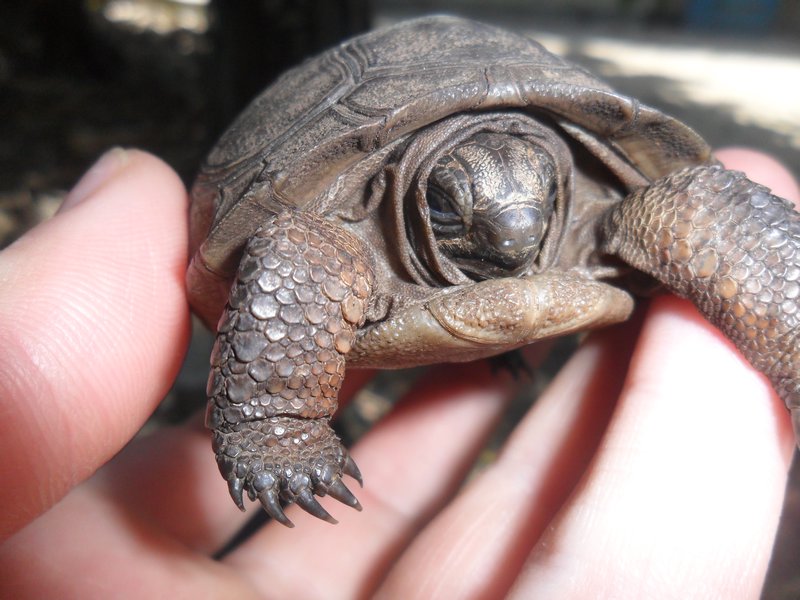 Baby giant tortoise.
