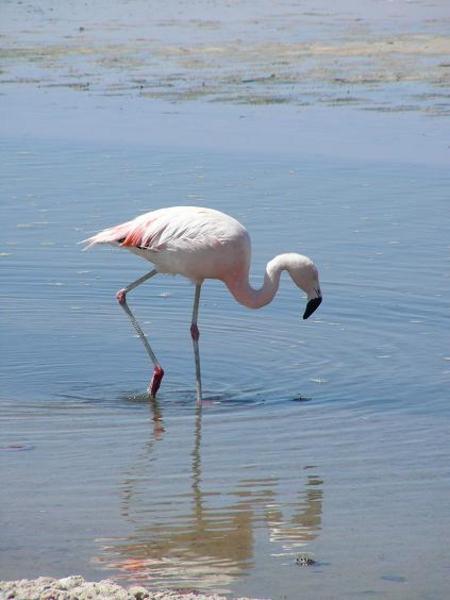 Flamingo_2
