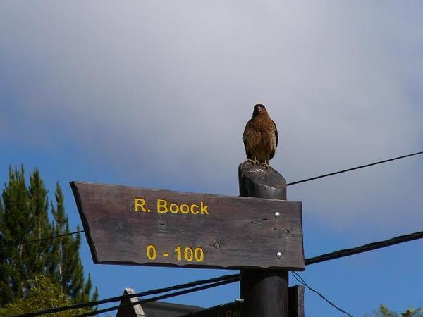 ein Falke bei der Av. Boock