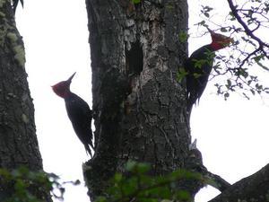 Woody Woodpeckers