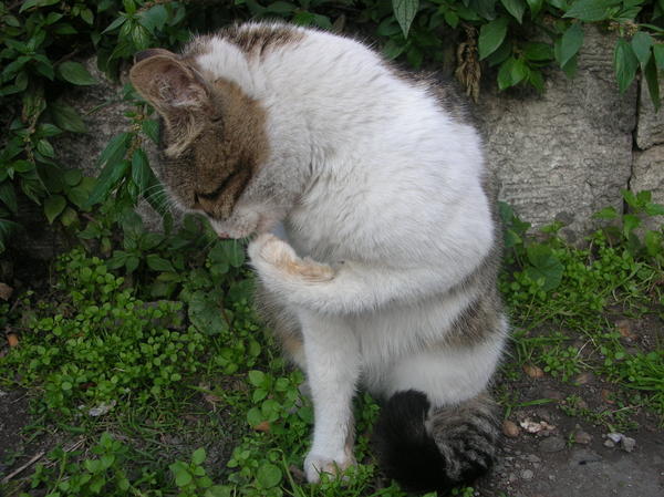 Turkish cat