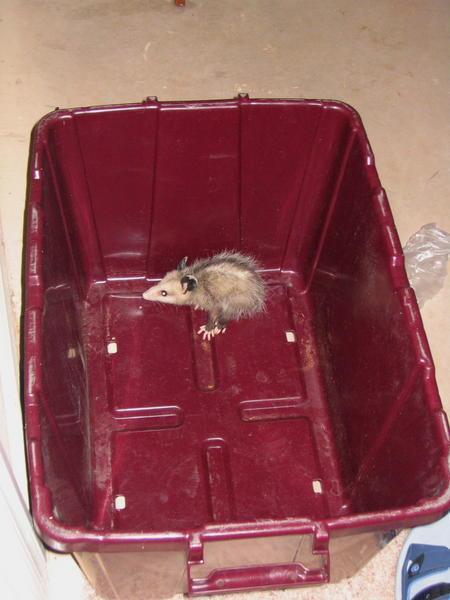 Baby possum living in our recycling bin