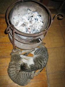 Sapa cats sleeping by the fire