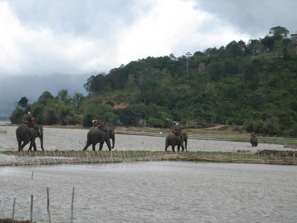Elephants at Lak Lake