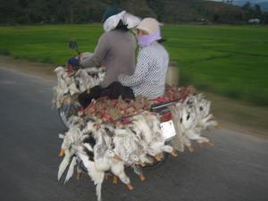 Livestock transportation