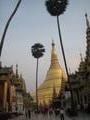 Shwedagon palms