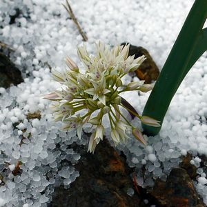 flower and snow
