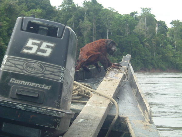 How to rescue a red howler monkey, part 3