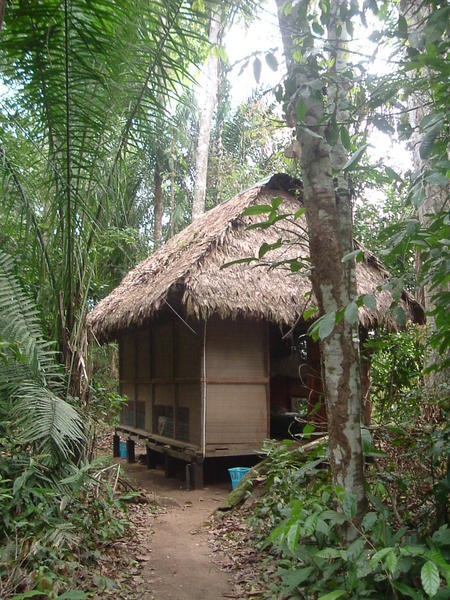 my room in the jungle