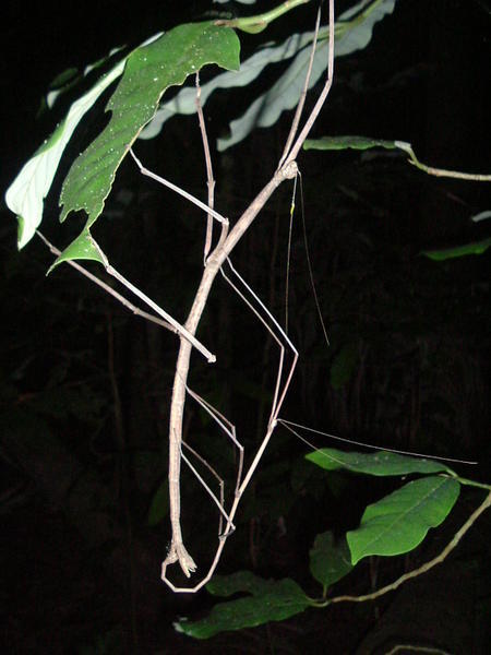 Two stick insects on our night-walk