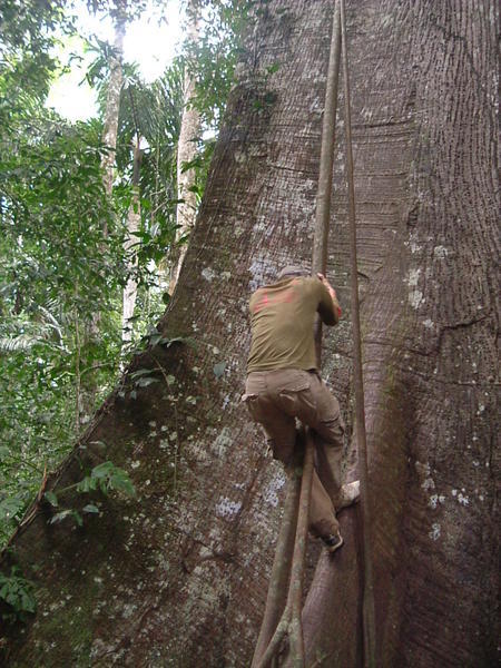 Francois climbing a tree