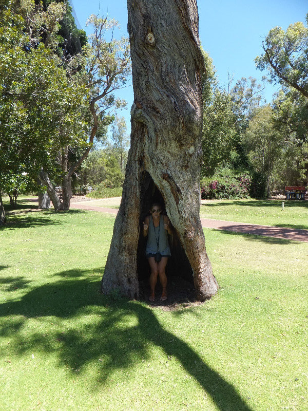 A really Big Tree