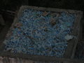 Pushkar Plastic Dump