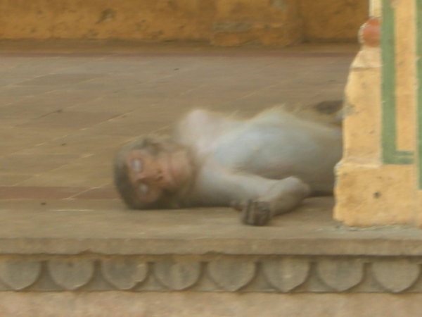 Chilled Monkey