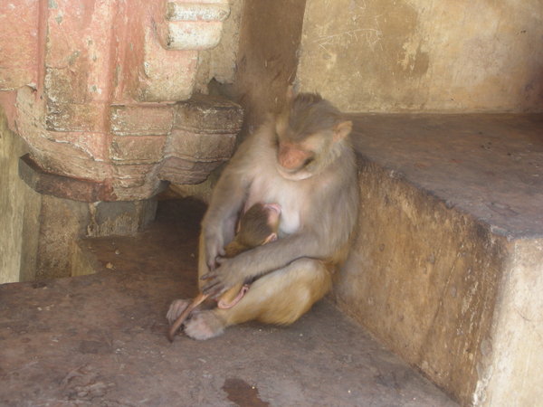 Jaipur Monkey affection