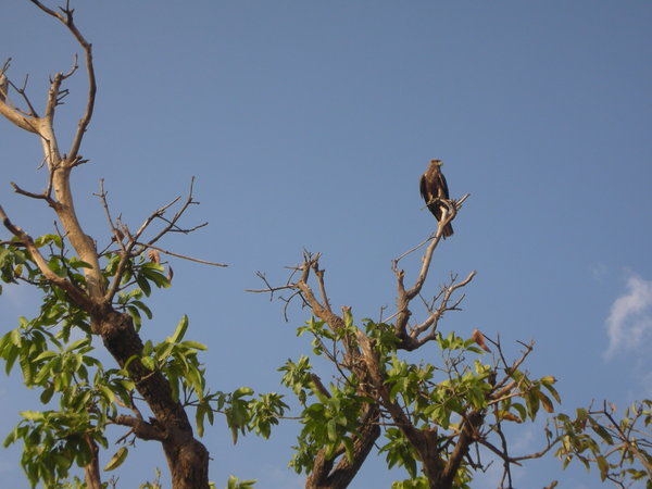 Udaipur Bird of Prey