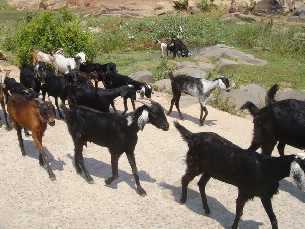 Goats in Hampi