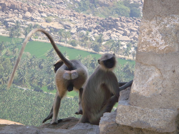 Rude monkey in Hampi