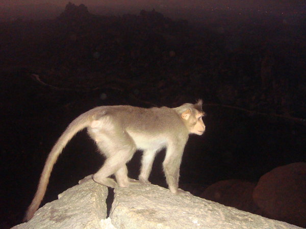 night monkey