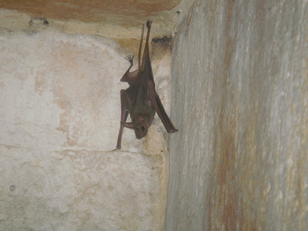 Jaisalmer Bat