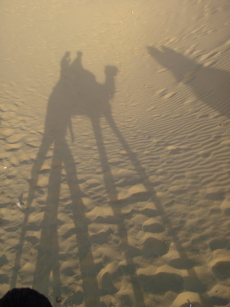 Camel shadow Rajasthan