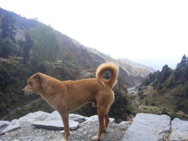 Shimla dog