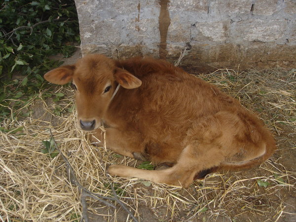 Calf in Vashisht