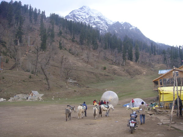 Himalayan Ponies