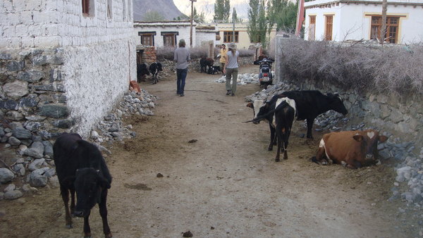 animals in Diskit (ladakh)