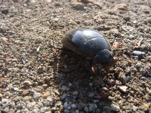 Srinagar Beetle