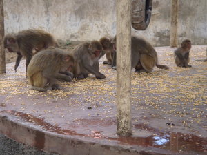 Shimla Monkey Temple