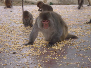 feeding monkey
