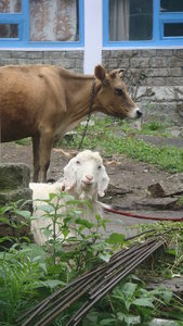 Vashihst goat