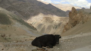 Cow near Lamayuru